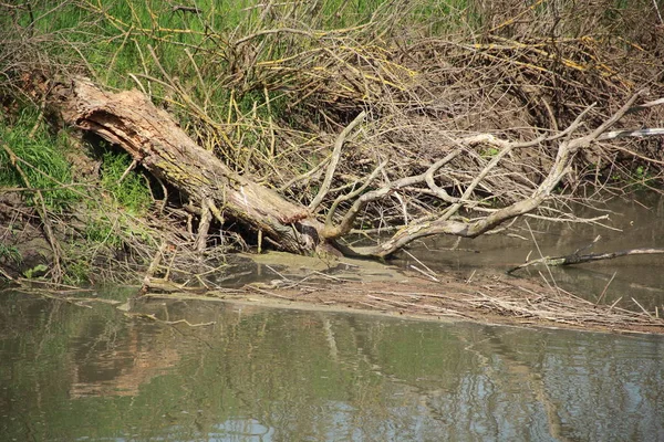 乾いた木は川岸に横たわっている — ストック写真