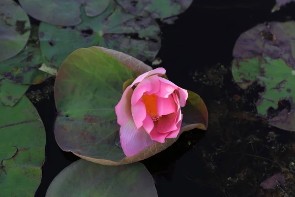 Lotus Rose Dans Étang — Photo