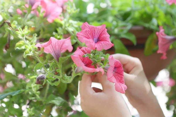 Children\'s hands hold flowers. Pink petunia