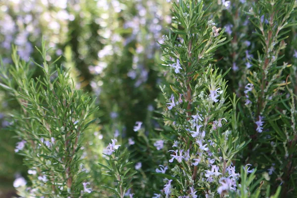 Ling Heather Caluna Vulgaris Park Shrub — Stock Photo, Image