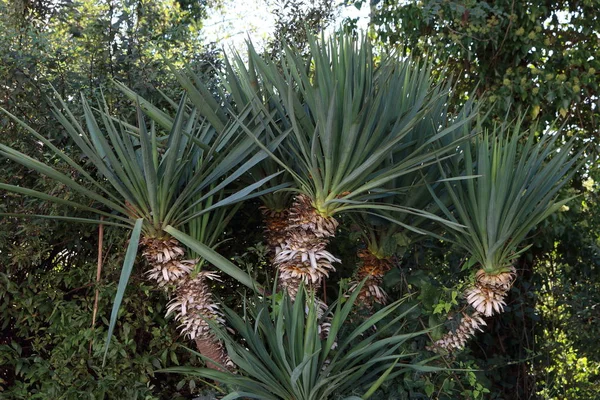 Parktaki palmiye ağacı