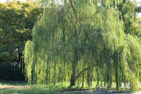 Willow parkta. Ağlayan söğüt
