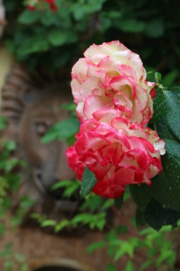 Gül Floribunda Jubile du Prans de Monaco