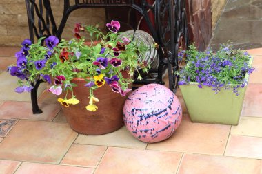 Petunyalar ülkede bir tencerede