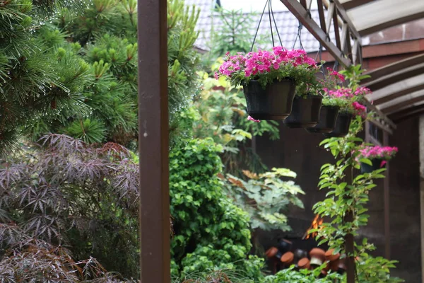 Saksılarda koyu pembe bahçe verbena