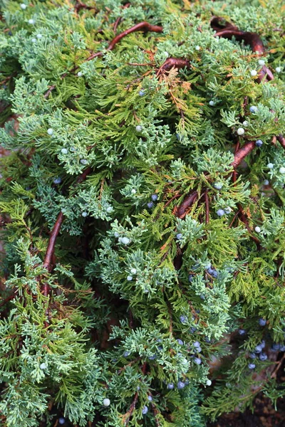 Thuja with cones in a summer cottage