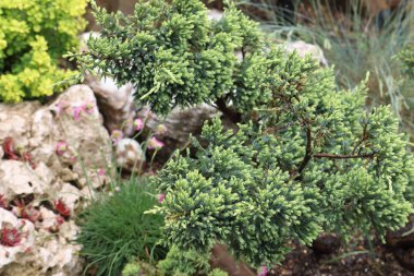 Peyzaj tasarımı tasarımında ardıç. Ardıç