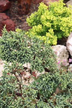 Peyzaj tasarımı tasarımında ardıç. Ardıç