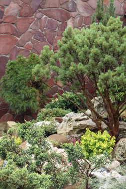 Vaterri çam bir yazlık