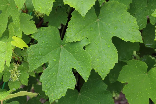 Üzüm yapraklarıdoğal yaz arka plan - latin Vitis
