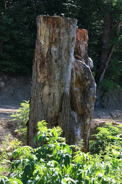 Grande Souche Bois Dans Forêt — Photo