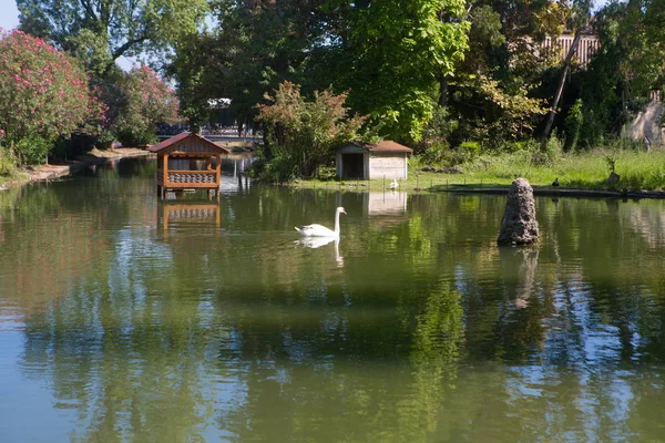 Cisne Nada Lago — Foto de Stock