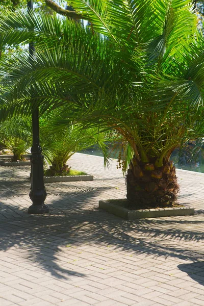 Palmen Auf Einer Gasse Park — Stockfoto