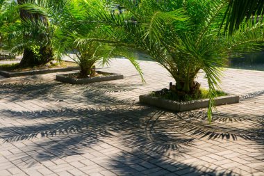 Parkta bir yürüyüş sokakta Palmiye ağaçları