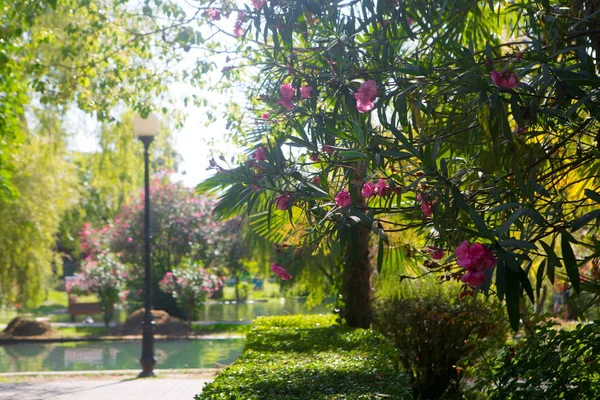 parkta yürüyüş salonu