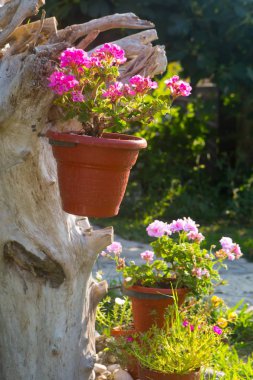 Pelargonium zonal Pelargonium zonale Willd.