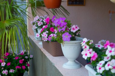 Phlox çocukluğunda panikledi, Junior Fontaine, Dragon, Smoky Coral, Dusterlohe (Latin Phlox panikleyerek L. detstvo)
