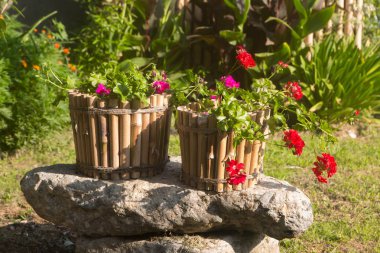 Pelargonium zonal Pelargonium zonale Willd.
