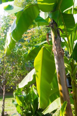 muz muz palmiye ağacı üzerinde