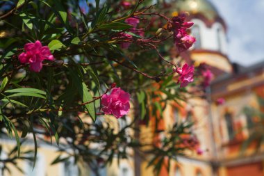 Çiçekli zakkum (neryum zakkum). Pembe zakkum çiçekleri