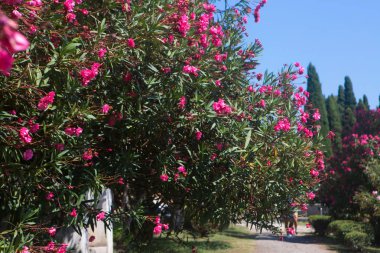 Çiçekli zakkum (neryum zakkum). Pembe zakkum çiçekleri
