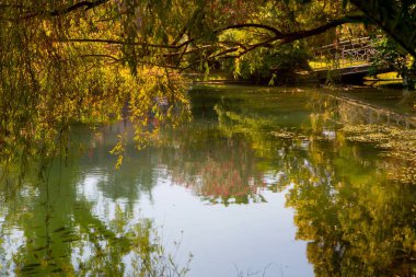 Parkta zakkum ve palmiye ağaçları olan göl