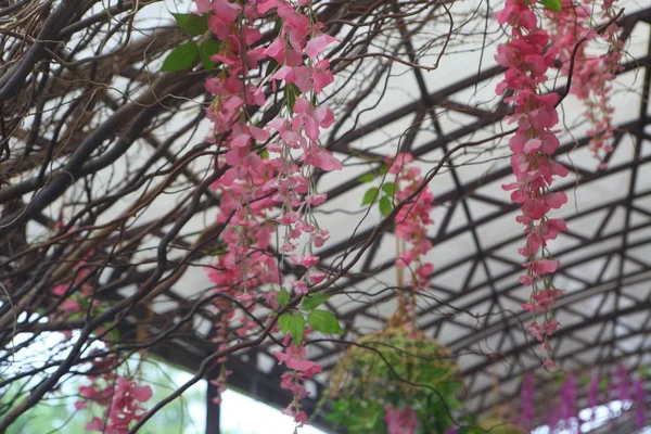 Suni Wisteria Bir Yaz Terası Dekorasyonu — Stok fotoğraf