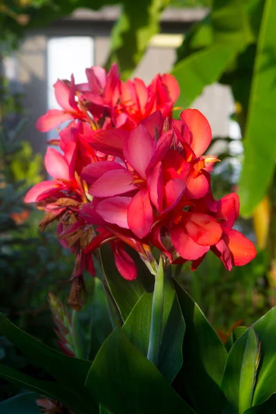 Fleurs Rouges Jardin Canna Jardin Canne — Photo