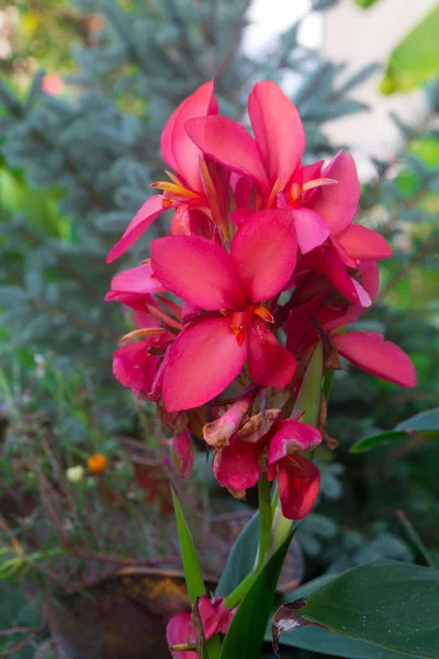 Fleurs Rouges Jardin Canna Jardin Canne — Photo