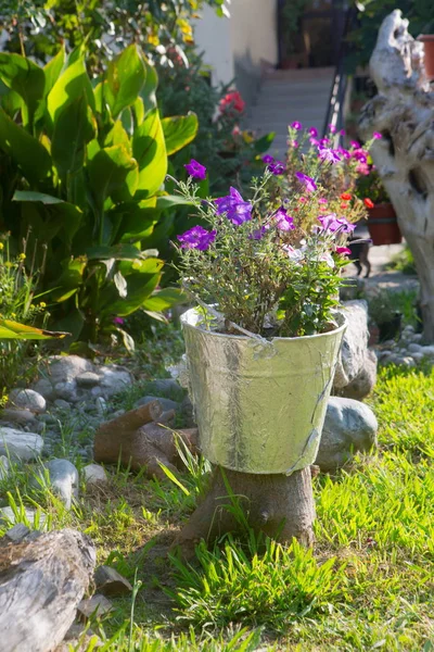 Blühende Petunien Garten Dekorativen Eimer — Stockfoto