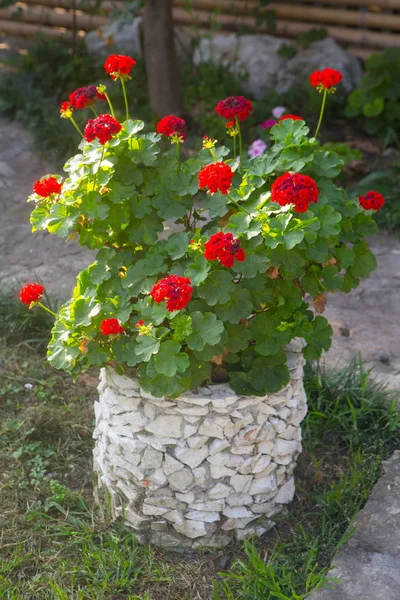 Pelargonium Övezet Pelargonium Zonale Willd — Stock Fotó