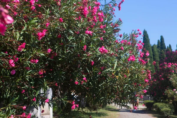 Oléandre Florifère Nerium Oleander Fleurs Laurier Rose — Photo