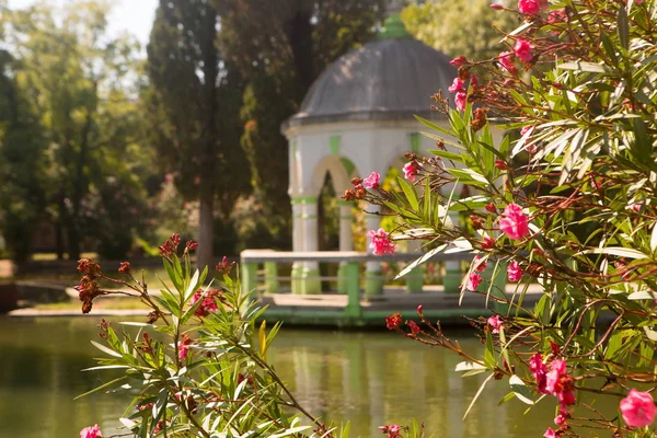 Árbol Blanco Lago Adelfa Floreciente — Foto de Stock