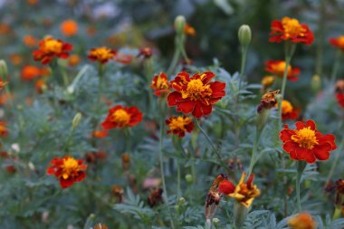 Çiçek tarhında turuncu kadife çiçekleri. Tagetes çiçeği.