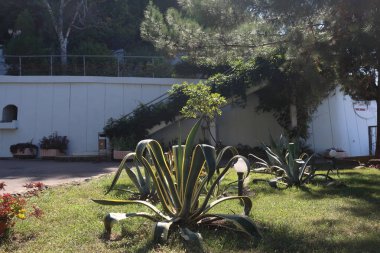 Amerikalı Agave Lizawa. Kaktüs