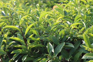 Laurel Ağaç Çiftliği. Laurel Bush