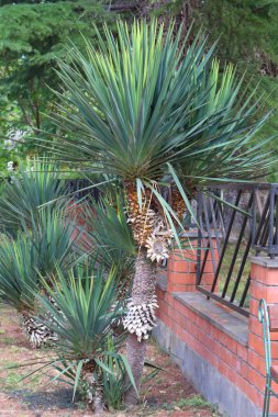 Agave ailesinden Palm Yucca..