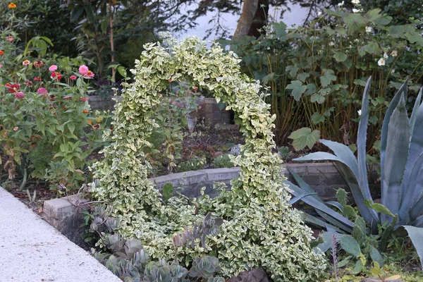Cactus Agave Loach Décoratif Dans Jardin Fleuri — Photo