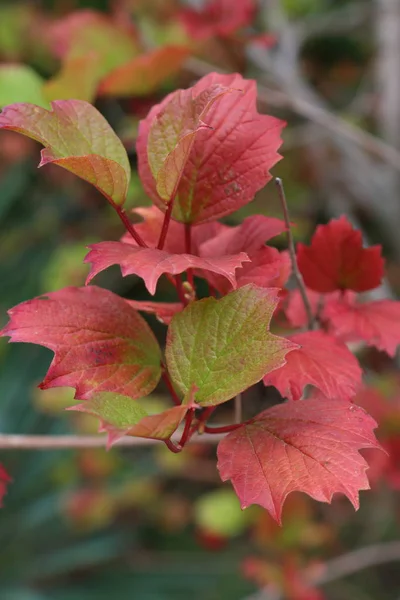 Czerwone Liście Viburnum Gałąź Drzewa Viburnum — Zdjęcie stockowe