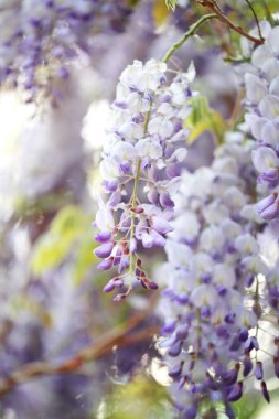 Parkta çiçek açan salkımlar