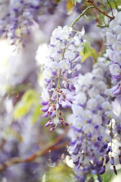 Kwitnąca Wisteria Parku — Zdjęcie stockowe