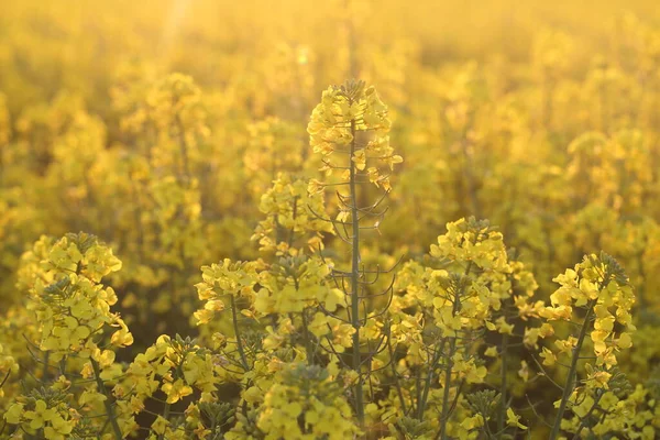 Blühendes Rapsfeld Bei Sonnenuntergang — Stockfoto