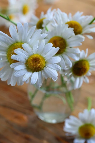 Çiy Damlalarında Papatya Çiçeği — Stok fotoğraf