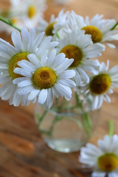 露の滴のカモミールの花 — ストック写真