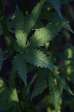 Marihuana tarlası. Ziraatte narkotik fabrikaları.