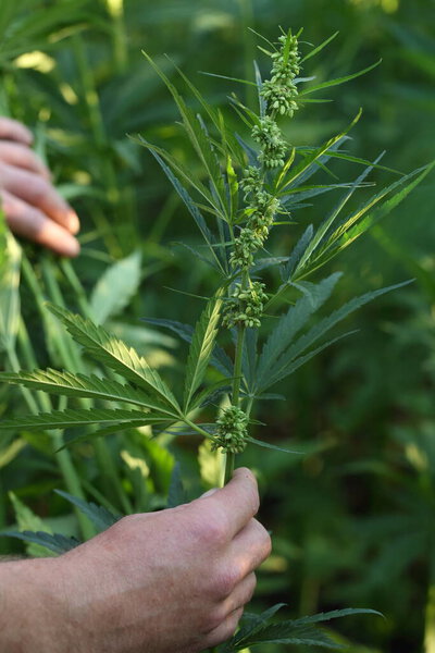 Плантация марихуаны. Наркотики в сельском хозяйстве
.