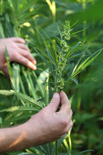 Плантация марихуаны. Наркотики в сельском хозяйстве
.