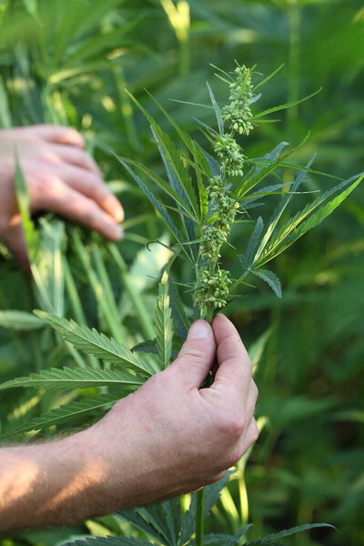 Плантация марихуаны. Наркотики в сельском хозяйстве
.