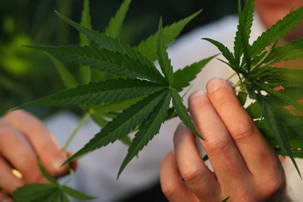 Bilim adamı biyolog kenevir tarlasında çalışıyor.