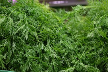 Dill. Tezgahta taze yeşil dereotu var.